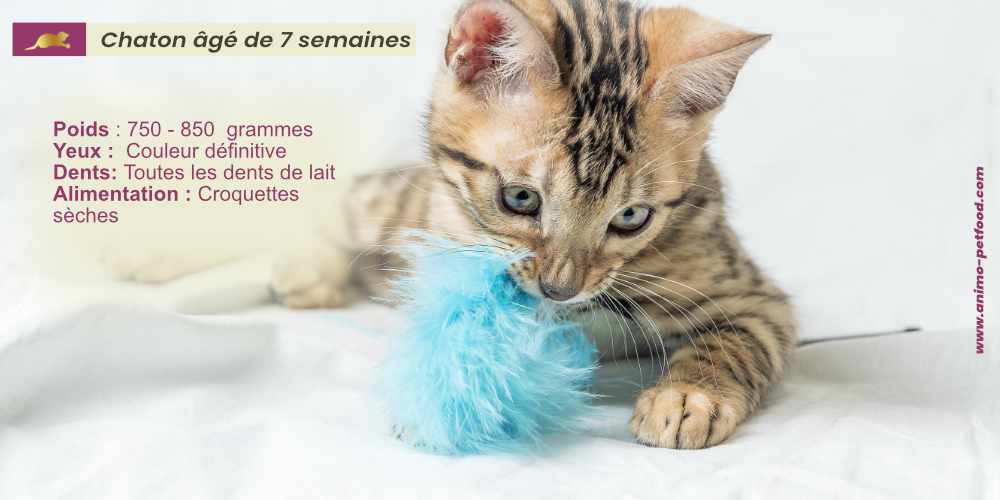 developpement-soins-besoins-nutritionnels-du-chaton-de-7-semaines